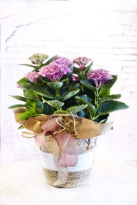 Flors i plantes pel Dia de la Mare. A VENTURA Floristes trobaràs un munt d'idees originals per sorprendre.