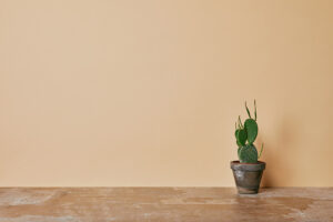 millors plantes per a interior