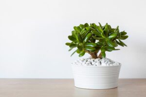 Millor planta interior