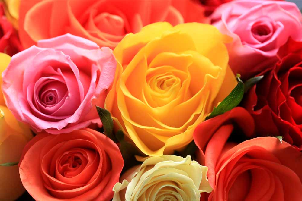 Descubre el significado del color de las rosas