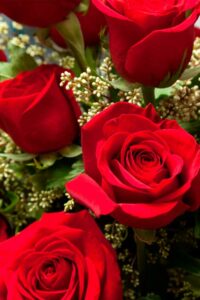 Cuál es el significado del color de las rosas