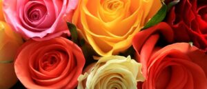 Cuál es el significado del color de las rosas