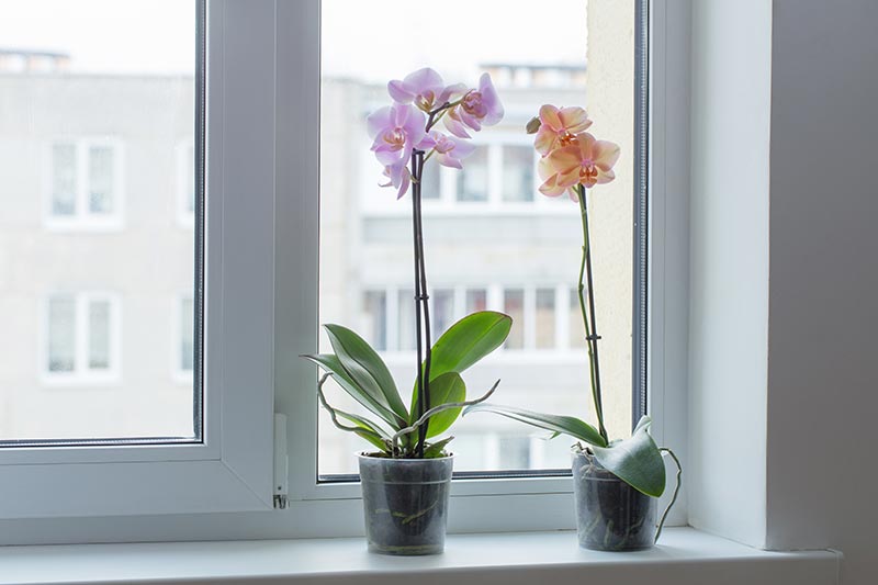 Qué cuidados necesitan las orquídeas