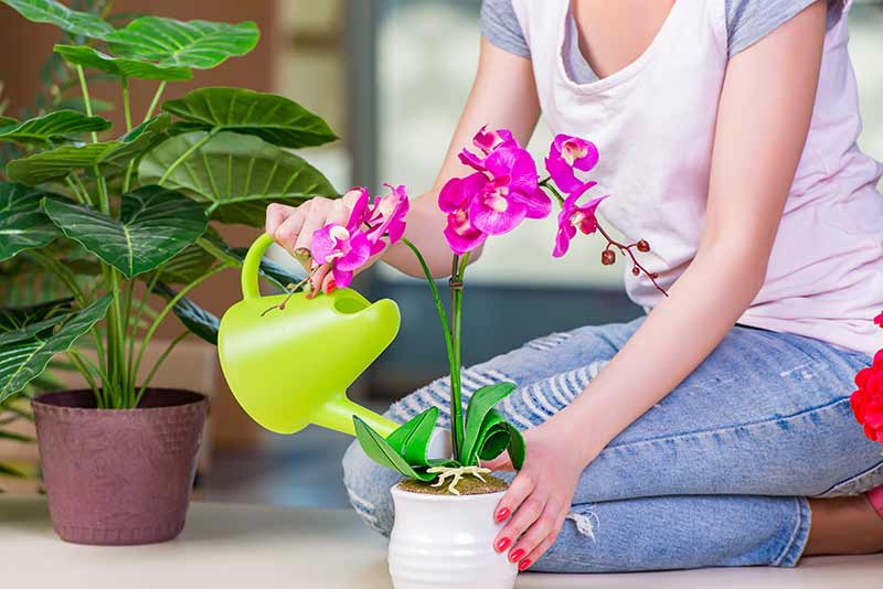 Qué cuidados necesitan las orquídeas
