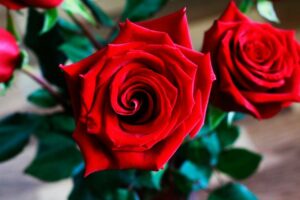 rosas sostenibles sant jordi