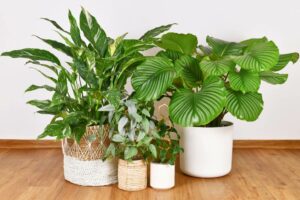 Plantes que mantienen ambiente fresco
