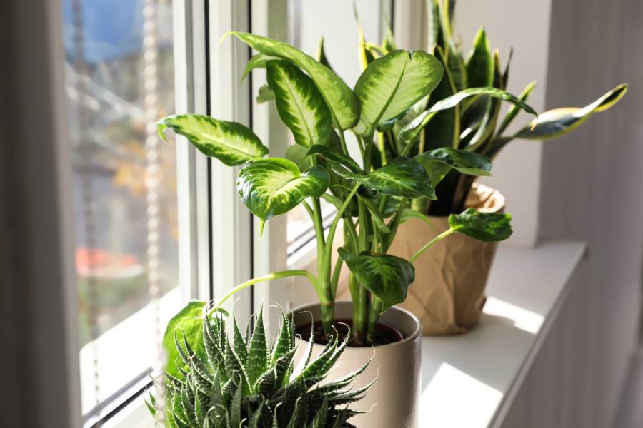plantas para ambientes frescos